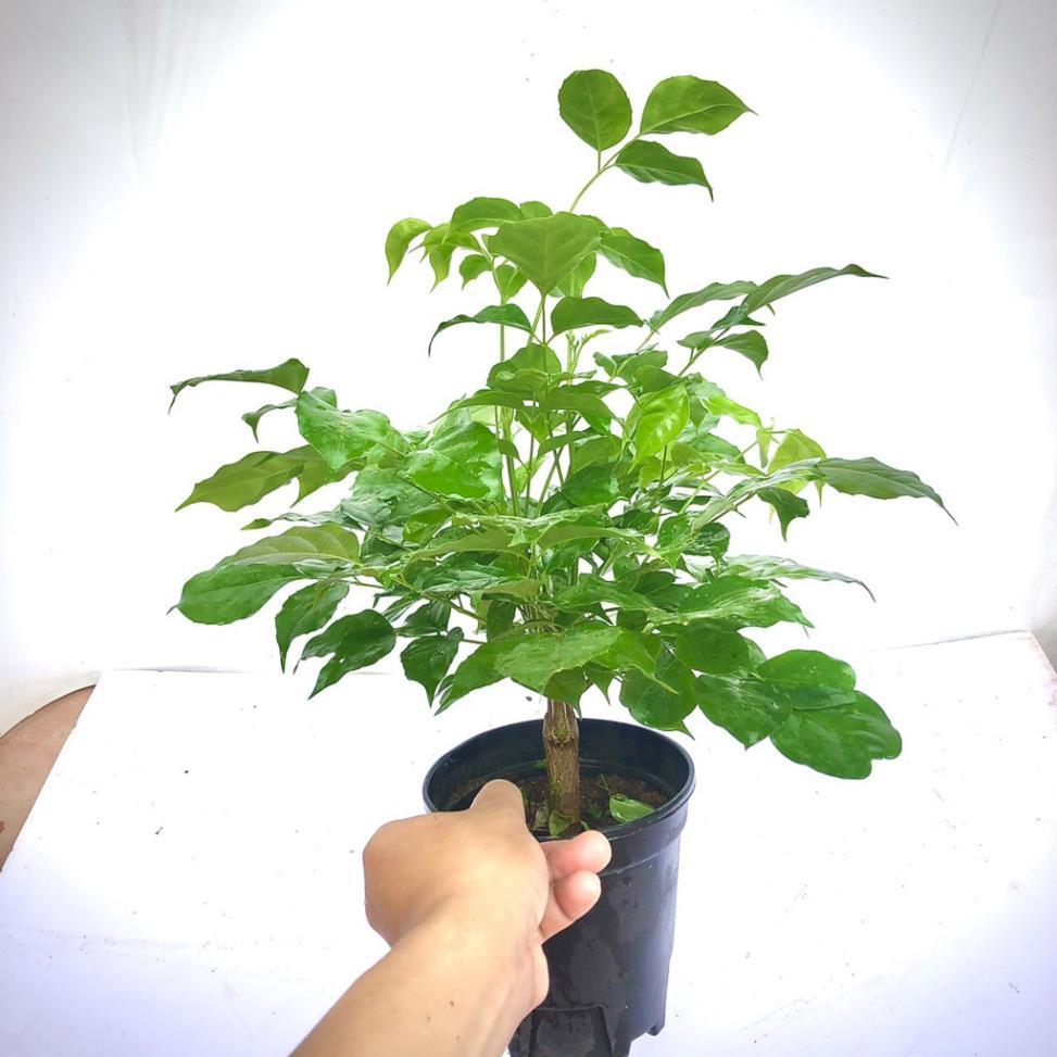 Cây hạnh phúc cao 40 cm - Cây phong thủy -Không giao dc 19 tỉnh Miền Nam