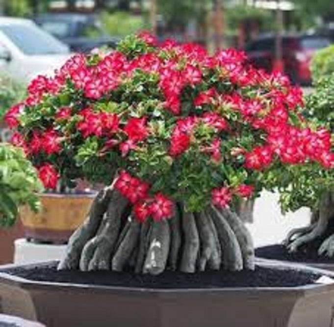 Cây sứ thái kép, chậu sứ thái kép lớn củ to như hình