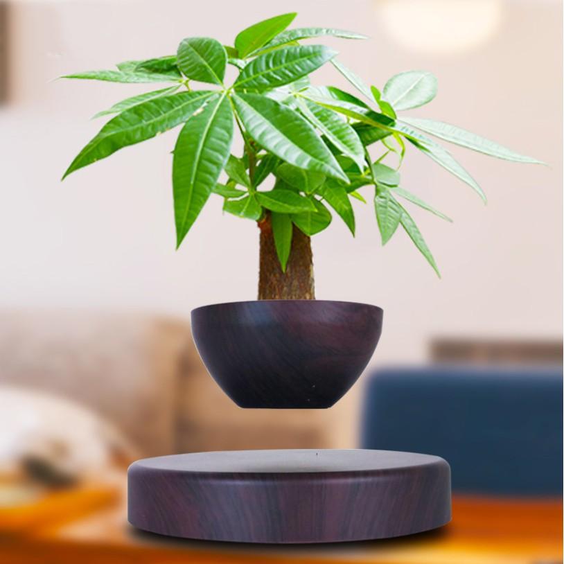 Cây bonsai bay lơ lửng vân gỗ Đen