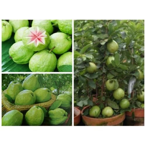 CÂY GIỐNG ỔI RUBI KHÔNG HẠT THÁI LAN SIÊU NGON SIÊU QUẢ- CAM KÊT GIỐNG CHUẨN F1