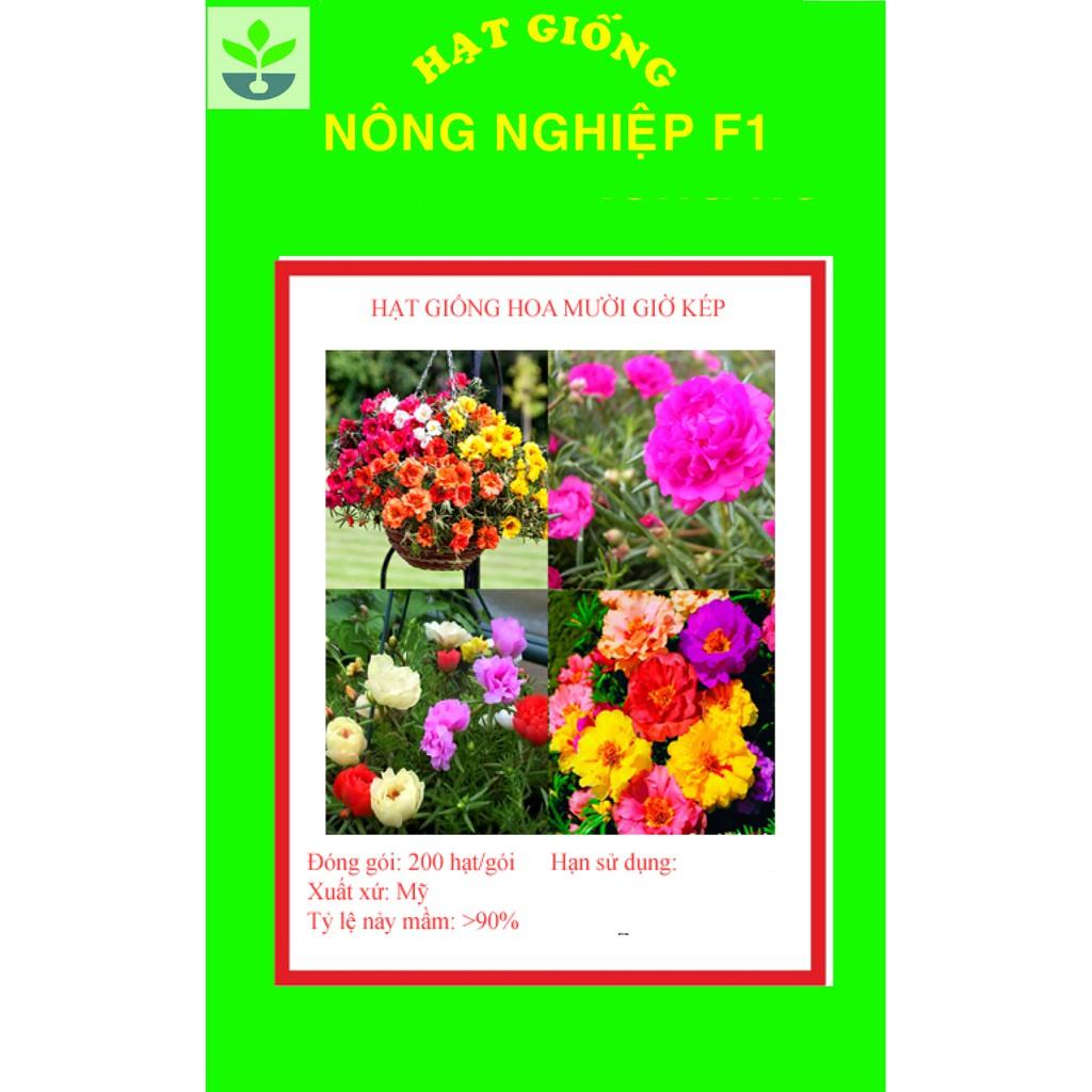 Gói 200 hạt giống hoa mười giờ