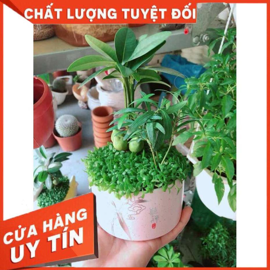 Chậu cây may mắn + tùng vạn niên Nhiều Người Mua