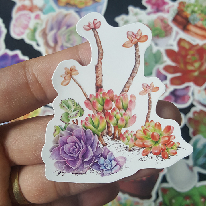 Bộ Sticker dán cao cấp chủ đề SEN ĐÁ SUCCULENTS - Dùng dán Xe, dán mũ bảo hiểm, dán Laptop