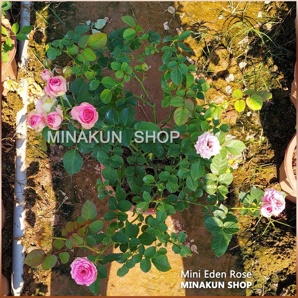 Chậu hoa hồng ngoại MINI EDEN - Minakun Shop