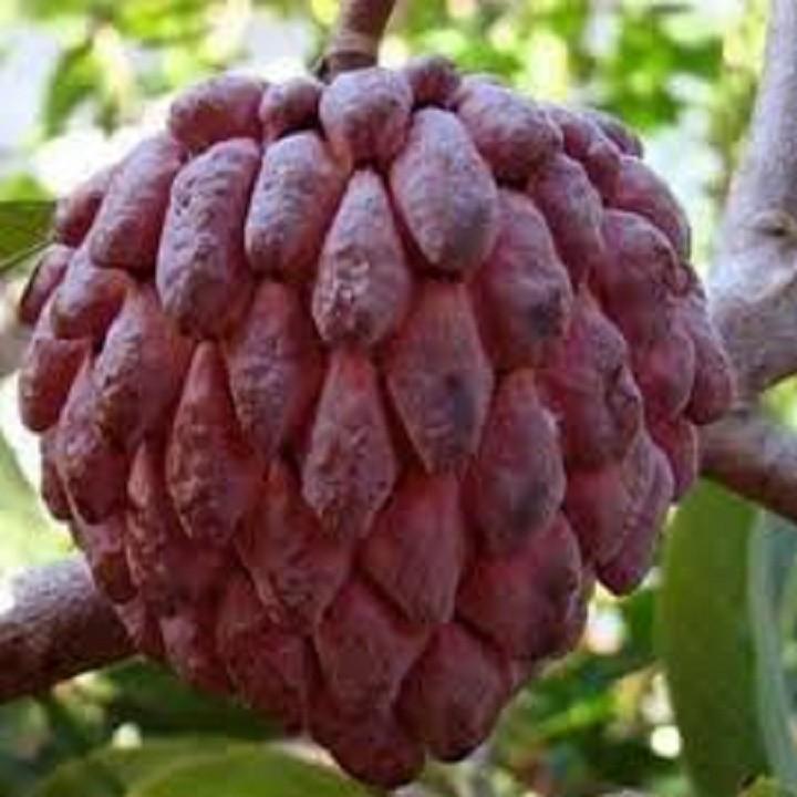 CÂY GIỐNG NA ĐỎ