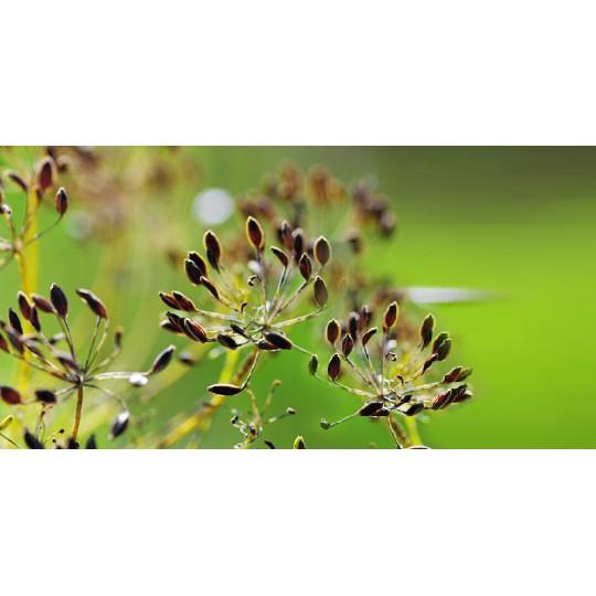 Hạt Tiểu Hồi Ông Chà Và 1kg (Fennel Seeds)