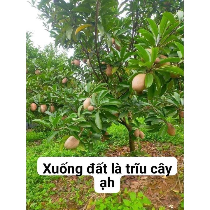 CÂY HỒNG XIÊM XOÀI QUẢ TO THÁI LAN - CÂY TO SẴN QUẢ