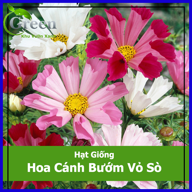 Hạt Giống Sao Nhái Cánh Bướm Vỏ Sò (Sao Nhái Loa Kèn)