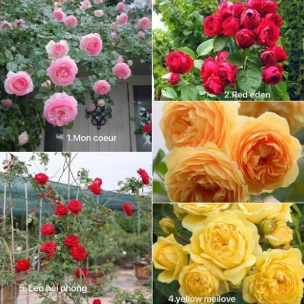 Om bo 5 cành chiết hồng bụi .hoa to. thơm nức mũi