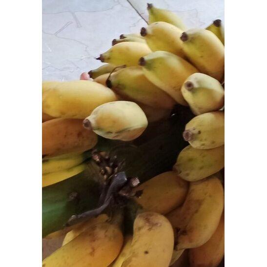 Cây giống chuối xiêm đen