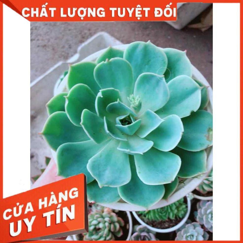 Sen đá xanh đất Nhiều Người Mua