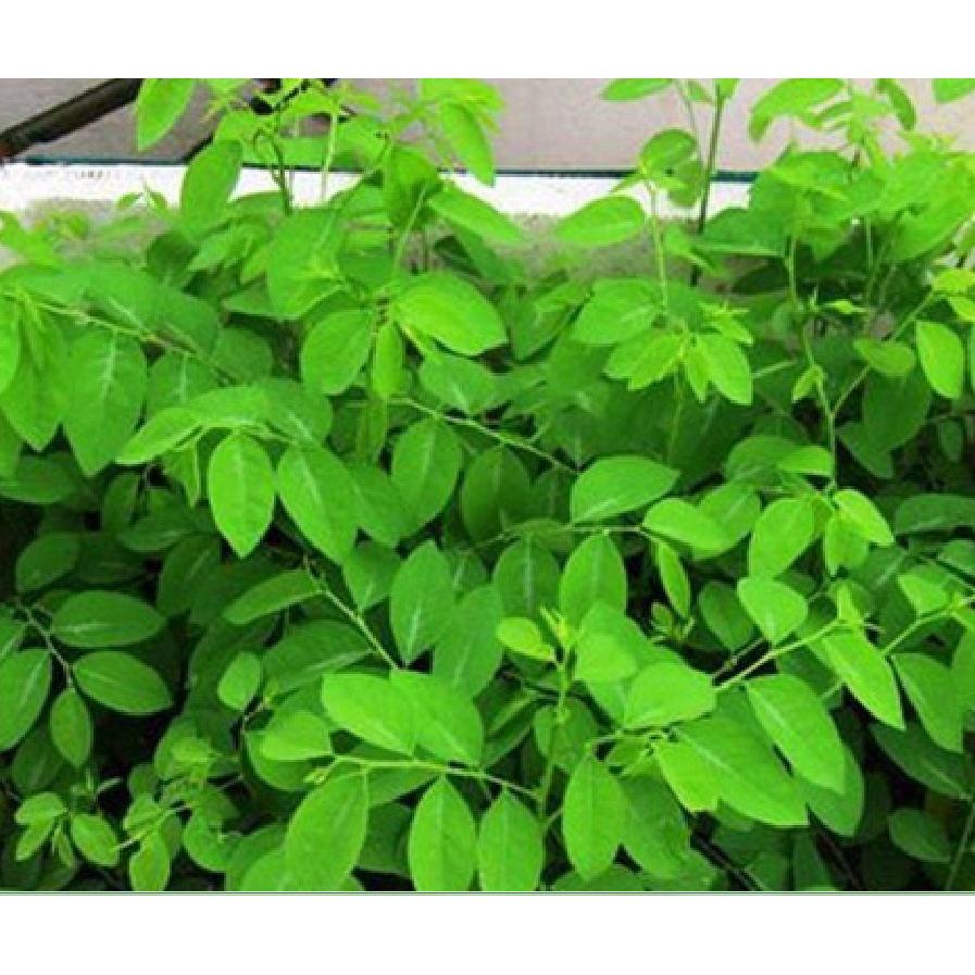 Hạt giống rau bồ ngót F1 - 1 gói 1gram