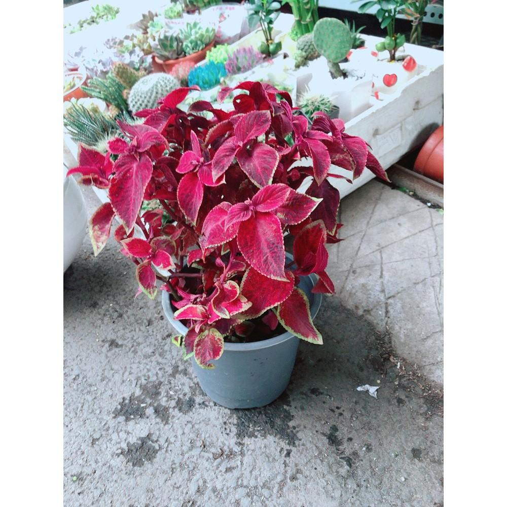 Cây Lá Gấm Đỏ