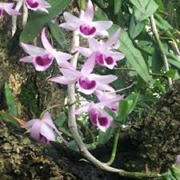 Phi điệp tím hòa bình hàng gieo hạt
