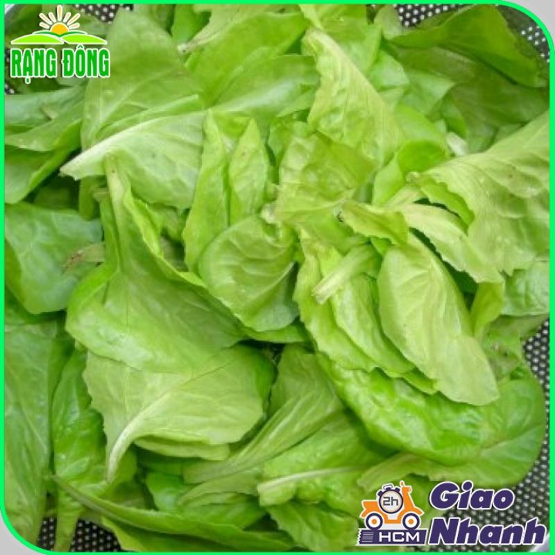 Hạt giống Xà Lách Rado 357 (10g~6000 hạt) giống Xà Lách Dún trồng quanh năm, nhanh thu hoạch - Hạt giống Rạng Đông