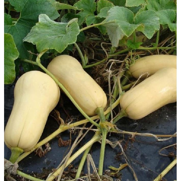 Hạt giống bí ngô mật butter F1 Đài Loan - Gói 2gram-tặng kèm gói phân bón lót