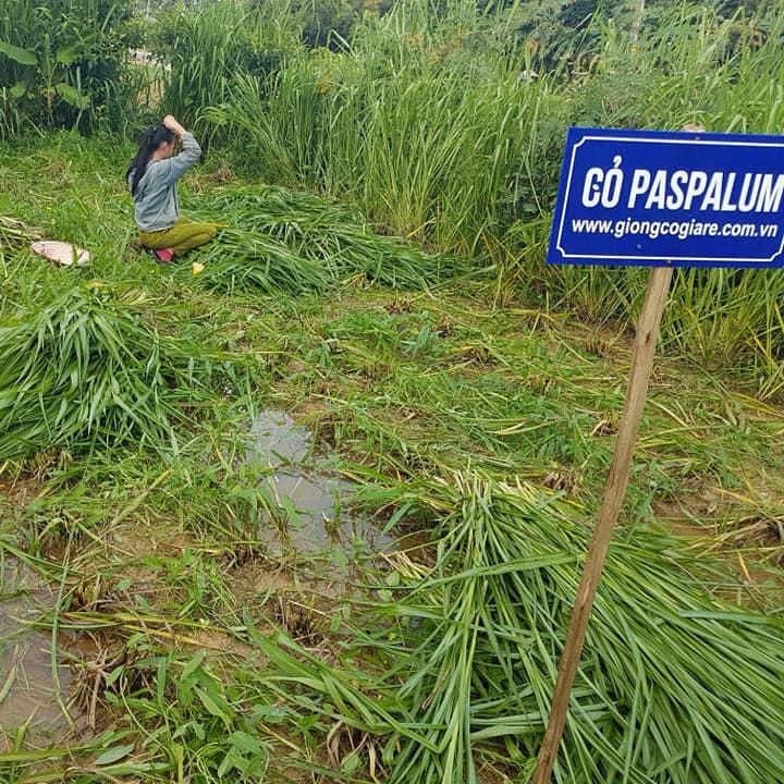 Hạt Giống Cỏ Paspalum Atratum - Cỏ Chịu Ngập Úng, CHịu Ngập Nước Rất Tốt