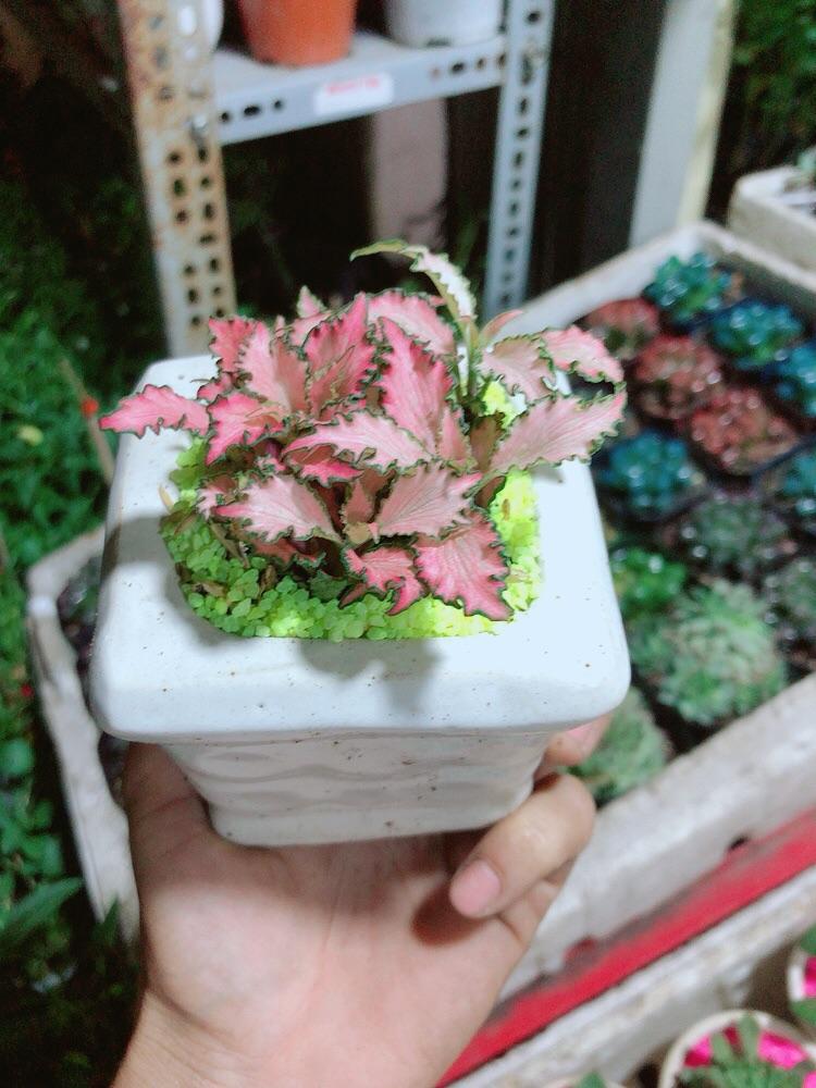 Chậu Cây Lá May Mắn Màu Hồng