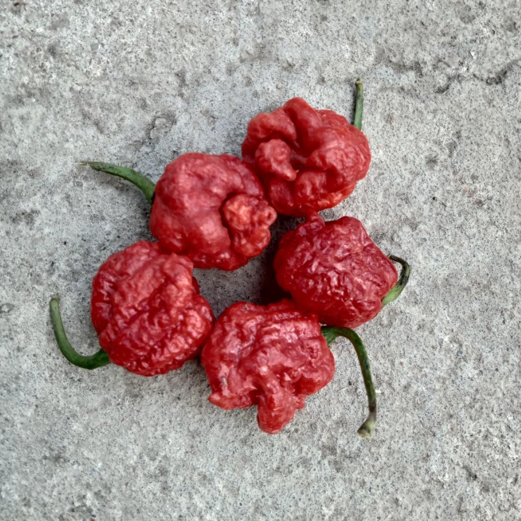 10 Hạt Ớt Carolina Reaper Red - Ớt Cay Nhất Thế Giới