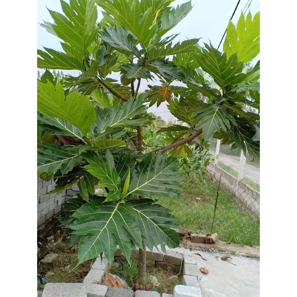 Cây giống sa kê