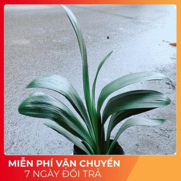 Chậu Lan Quân Tử