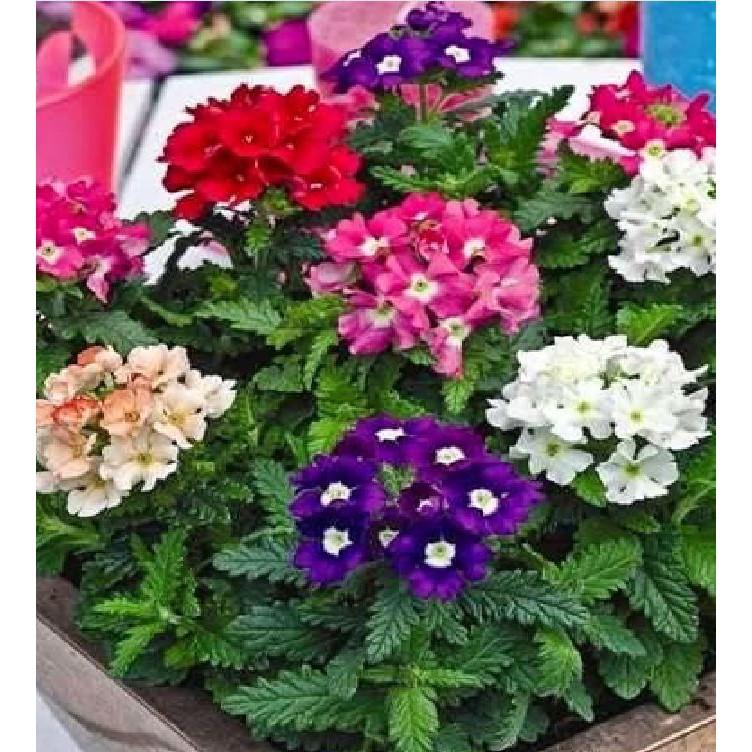 Hạt giống hoa vân anh Nhiều màu - gói 50 hạt