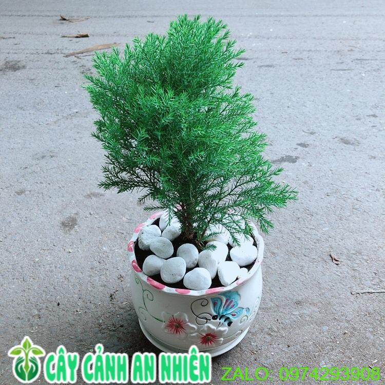 Chậu Cây Tùng Bồng Lai