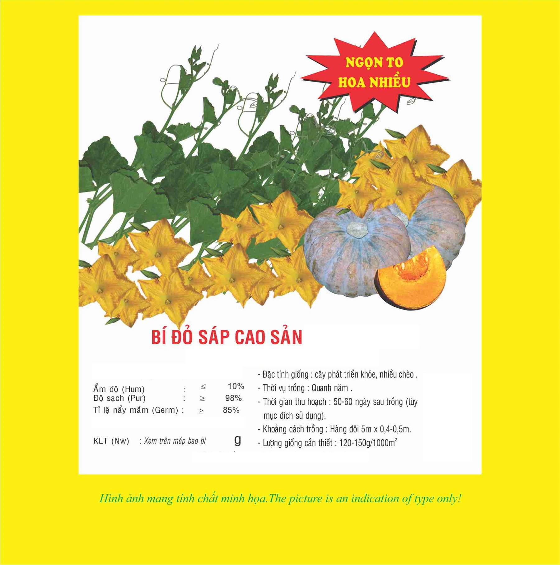 Hạt giống bí đỏ sáp giống khỏe năng suất cao VTP11