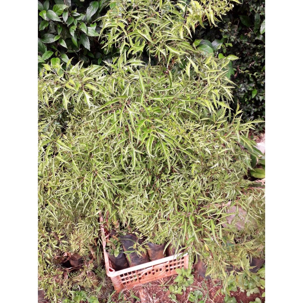 Cây giống Đinh Lăng trưởng thành cao ~ 1m