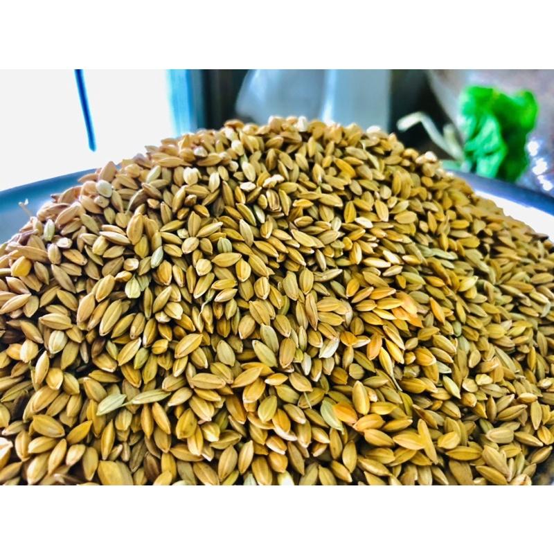 Lúa tiêu ruột đỏ, thức ăn yêu thích chim cu gáy 1kg
