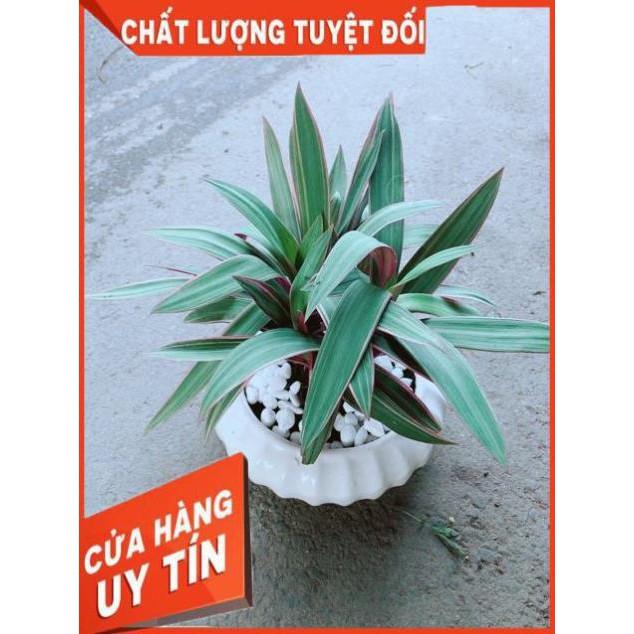 Chậu Cây Bảy Sắc Cầu Vòng