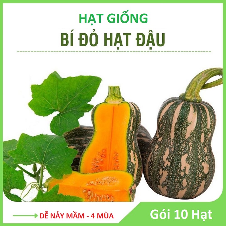 Hạt Giống Bí Hạt Đậu Trái Ngắn Thịt Dày, Ăn Thơm Ngon - Gói 10 Hạt