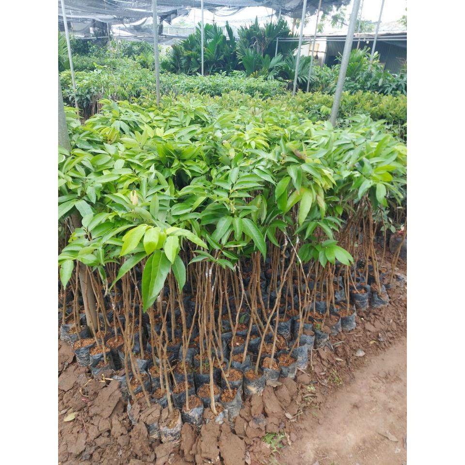 CÂY VẢI KHÔNG HẠT F1, SIÊU NGỌT, CÂY GIỐNG ĐẠI HỌC NÔNG NGHIỆP