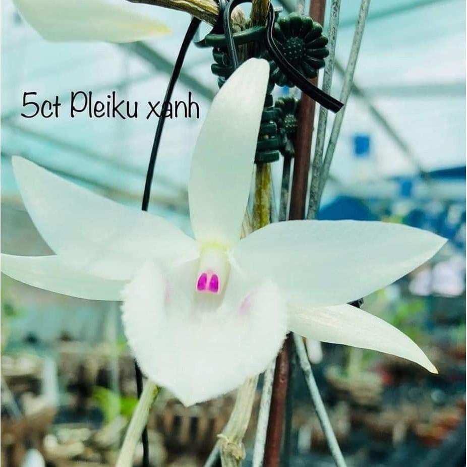 Cốc phi điệp 5 cánh trắng PLEIKU - hàng gieo hạt - hoa xổ số - hoa siêu đẹp