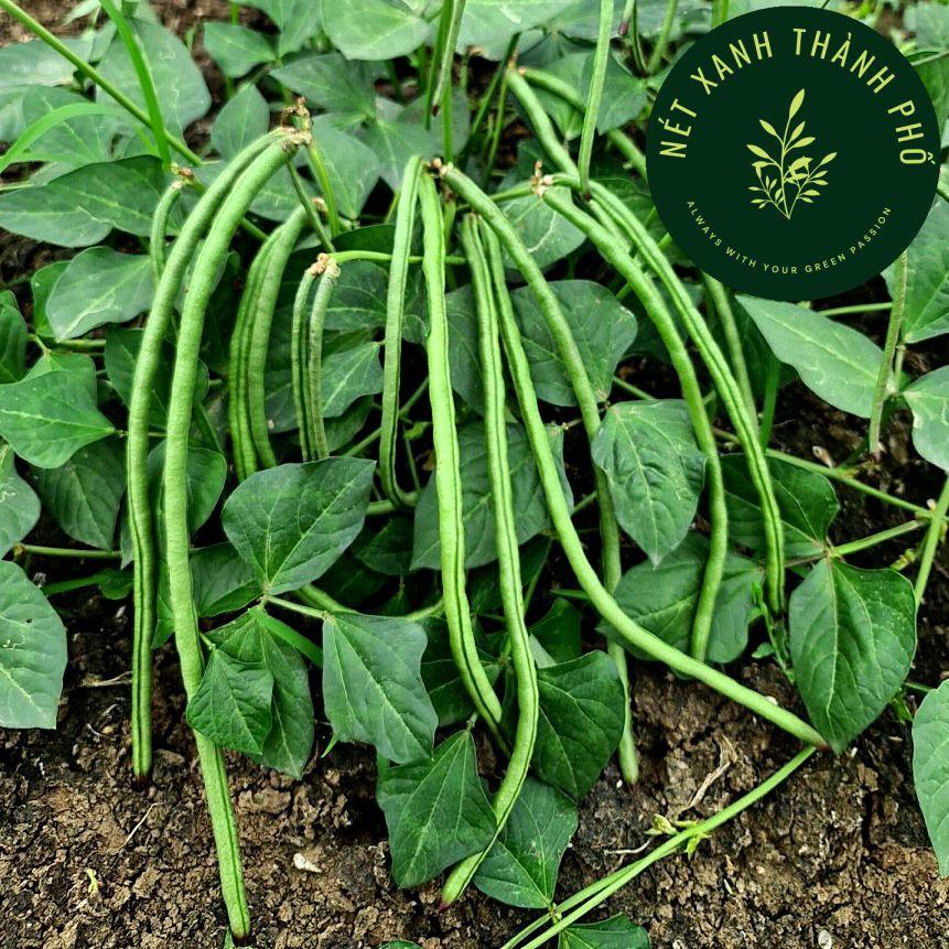 Hạt giống Đậu Đũa Lùn, Đậu Đũa Bụi, 20gr