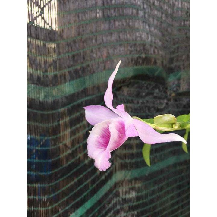 Phong lan giả hạc mắt xước