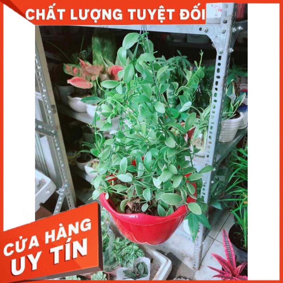 Chậu Cây Hạt Dưa Nhiều Người Mua