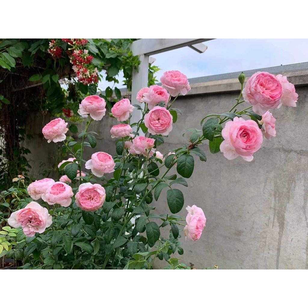 Cây giống hồng LEO Mon Couer - giống hồng ngoại siêng hoa, bông chùm, dễ chăm size chậu C9