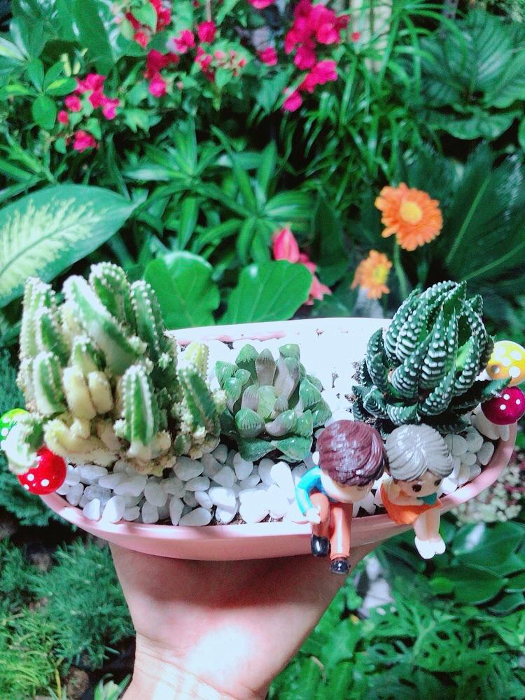 Chậu Xương Rồng Tiểu Cảnh