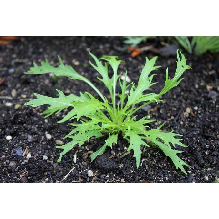 Hạt giống rau cải đuôi phượng xanh - 1 gói 10gram