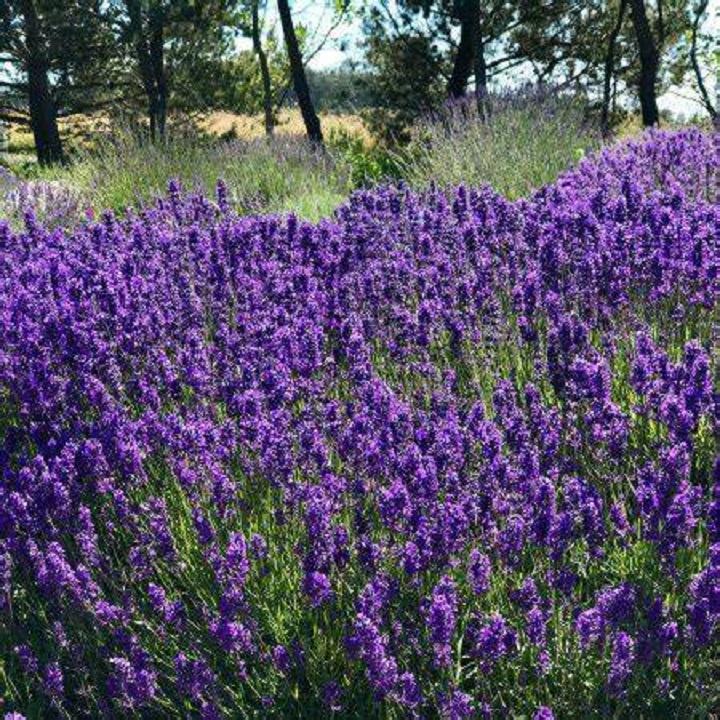 50 Hạt giống Hoa Oải Hương, Lavender Thơm Nồng - Hạt giống hoa