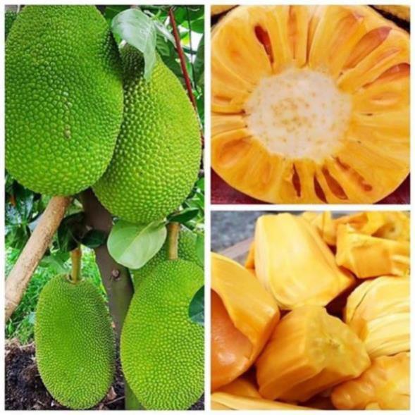CÂY GIỐNG MÍT THÁI SIÊU SỚM SIÊU NGỌT.CAM KẾT GIỐNG CHUẨN, BẢO HÀNH CHUẨN F1