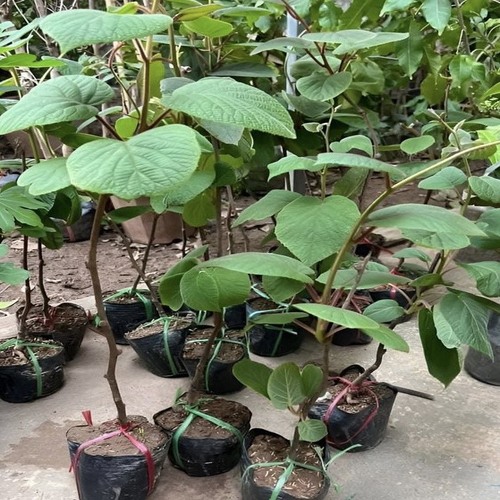 CÂY GIỐNG KIWI