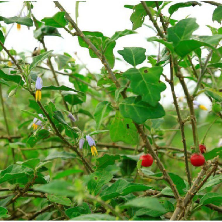 Bộ 3 gói hạt giống cây cà gai leo