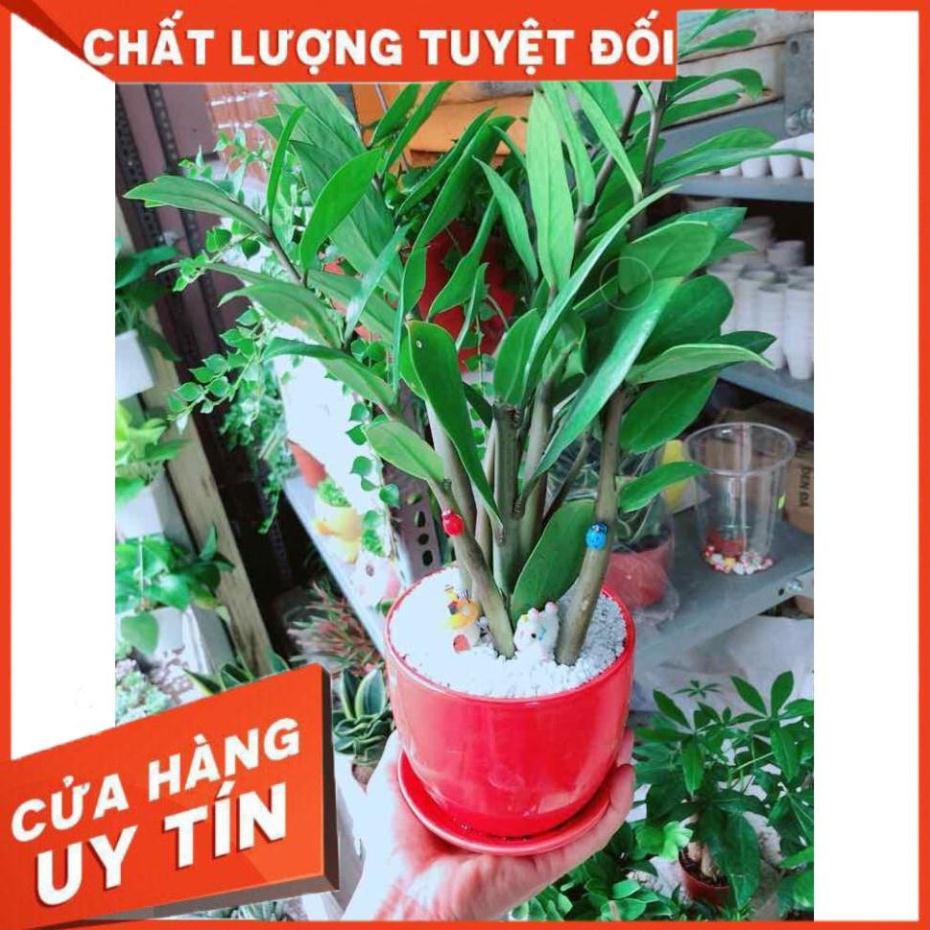 Chậu cây kim tiền Nhiều Người Mua