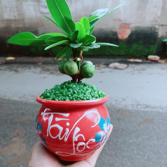 Chậu Cây May Mắn Tài Lộc