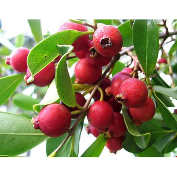 CÂY GIỐNG ỔI TÍM MALAYSIA