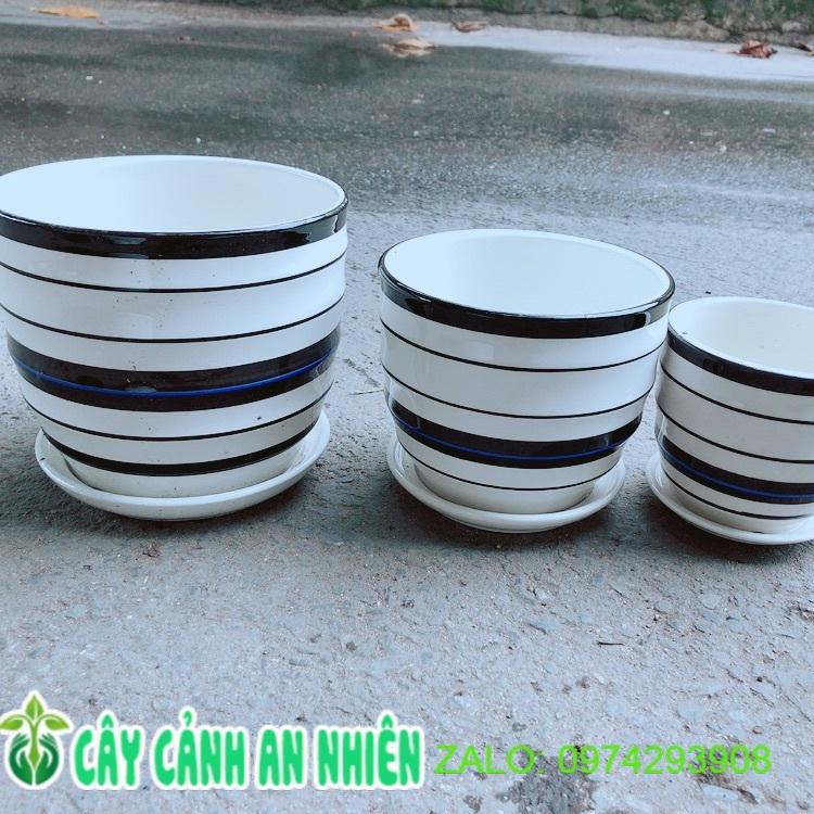 Bộ 3 Chậu Sứ Trồng Cây Hàng Cao Cấp