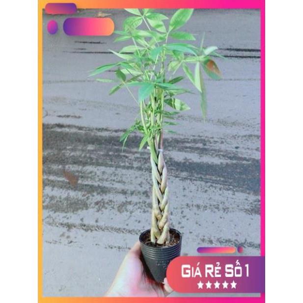 Kim Ngân Thắt Bính