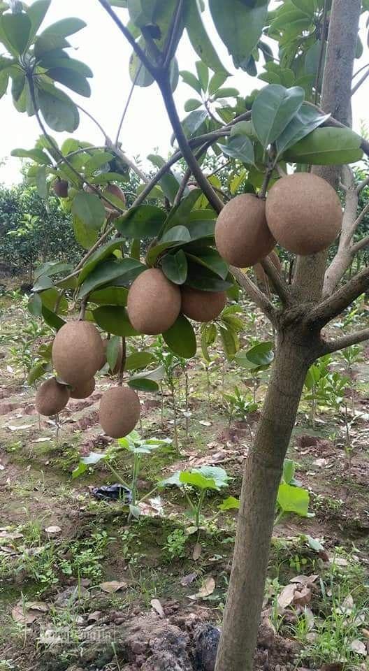 Cây hồng xiêm xoài, Cây hồng xiêm xoài giống mới quả cực to, ngon có tiêngs